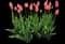 Tulip 'Menton Single Late' — design image 1