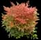 Nandina Obsession™ — design image 2