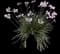 Society Garlic Plant — design image 1