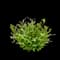 Little Henry® Sweetspire — design image 2