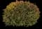 Indian Hawthorn (Rhaphiolepis indica) — design image 1