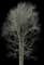 European White Elm — design image 1
