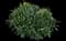 Cherry Laurel Shrub — design image 9