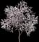 Almond Tree — design image 1
