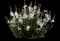 Steffi™ White Gaura lindheimeri — design image 1