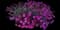 Pink Fire™ Cheddar Pink — design image 5