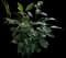 Weeping Fig Tree — design image 10