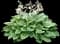 Aureomarginata Hosta — design image 1