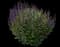 Woodland Sage — design image 2