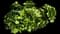 Tree Aeonium — design image 5