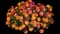 Landmark Sunrise Rose Lantana — design image 1