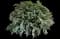 Bridal Wreath Spirea — design image 6