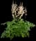 Japanese Astilbe — design image 7