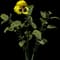 Garden Pansy — design image 3