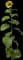 Sunflower — design image 3