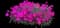 Pink Fire™ Cheddar Pink — design image 4