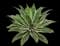 Variegated Fox Tail Agave — design image 1