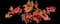 Caladium Plants — design image 2