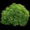 Tator Tot® Arborvitae — design image 1