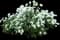 'Snow Day® Surprise' Pearl Bush — design image 1