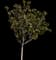 Southern Magnolia — design image 9