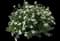 Happy Face® White Potentilla — design image 1