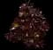 Tree Aeonium — design image 10