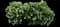 Eastern Snowball Bush — design image 8