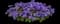 Monarch Magic Floss Flower — design image 2