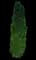 Oriental Arborvitae — design image 1