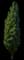 Lombardy Poplar Tree — design image 2