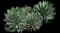 Shaw's Agave — design image 3