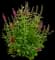 Miss Molly Butterfly Bush — design image 2