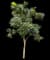 Golden trumpet tree — design image 1