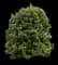 Nellie Stevens Holly — design image 3