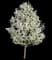 Flowering Pear Tree — design image 2