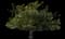 Southern Magnolia — design image 3