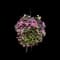 Geranium (Pelargonium) — design image 4