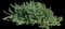 Coco plum — design image 7
