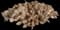 Tulip Prickly Pear Cactus — design image 1