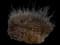 Slender abronia — design image 1