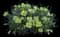Shimmer Evening Primrose — design image 1