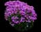 'Opening Act Romance' Hybrid Phlox — design image 2