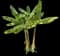 Banana (Musa spp.) — design image 1