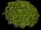 Roughleaf dogwood — design image 5