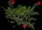 Tropical Hibiscus Tree — design image 12