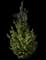 Green Mountain Boxwood — design image 1