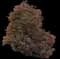 Norway Maple Tree — design image 14