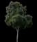 Citrus Tree — design image 1