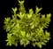 Hardy Anise Shrub Shrub — design image 3